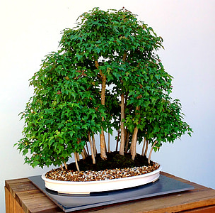 bonsai, tree, japanese, traditional, shape, oriental, foliage