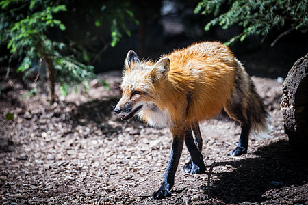 Fuchs, dziki, dzikie zwierzę, zwierząt w lesie