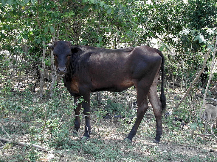 beef, animal, brown, cattle, nature, cow, farm