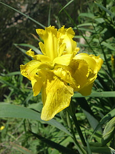 Iris, gul, blomst, natur, plante