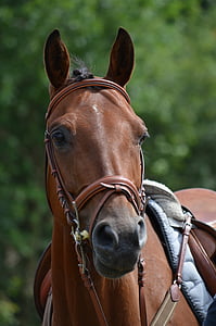 turnieju horse, koń wyścigowy, Koń, siodło, Jeździectwo, głowa konia