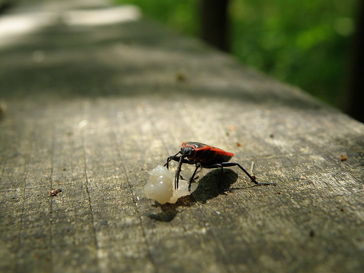 ladybug, macro, error, forest, animal, nature, bench