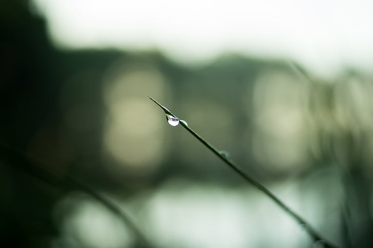 blurred, drop of water, nature, rain, raindrop, close-up, plant