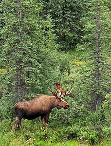 moose, bull, portrait, profile, wildlife, landscape, male