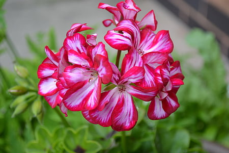 Geranium, vedbend-blad, Pink, hvid, blomst, Bloom, blomstrende