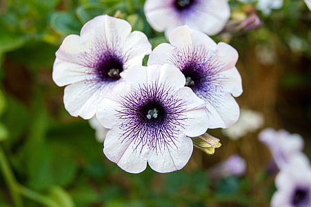 petunia, flower, purple, white, blossom, bloom, nature