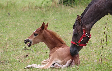 foal, lying, horse foal