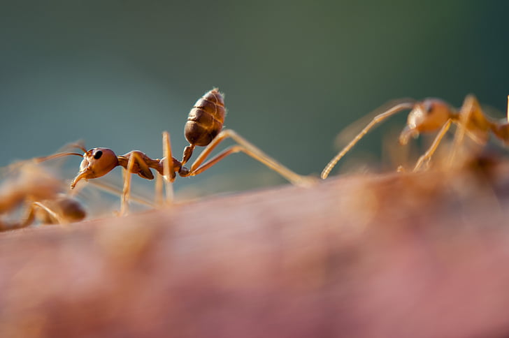 formigues, close-up, insectes, poc, petit, un animal, vida animal silvestre