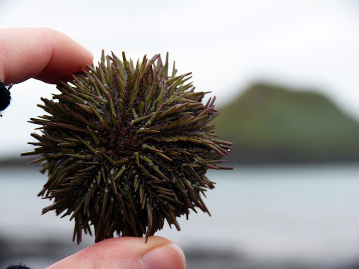 sea urchins, sea, sting, meeresbewohner, beach