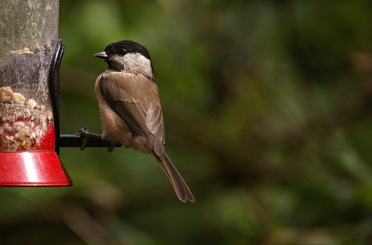 con chim nhỏ, cho ăn, con chim, Thiên nhiên, nguồn cấp dữ liệu, hạt giống chim, bảo tồn thiên nhiên