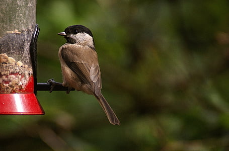 malý pták, krmení, pták, Příroda, informační kanál, ptačí zob, Ochrana přírody