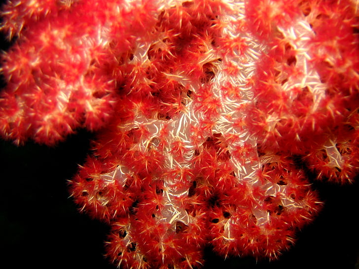 soft corals, beautiful, sea, ocean, water, underwater, sea-life