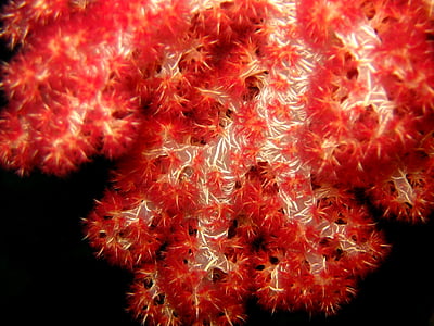 corais moles, linda, mar, oceano, água, debaixo d'água, vida marinha