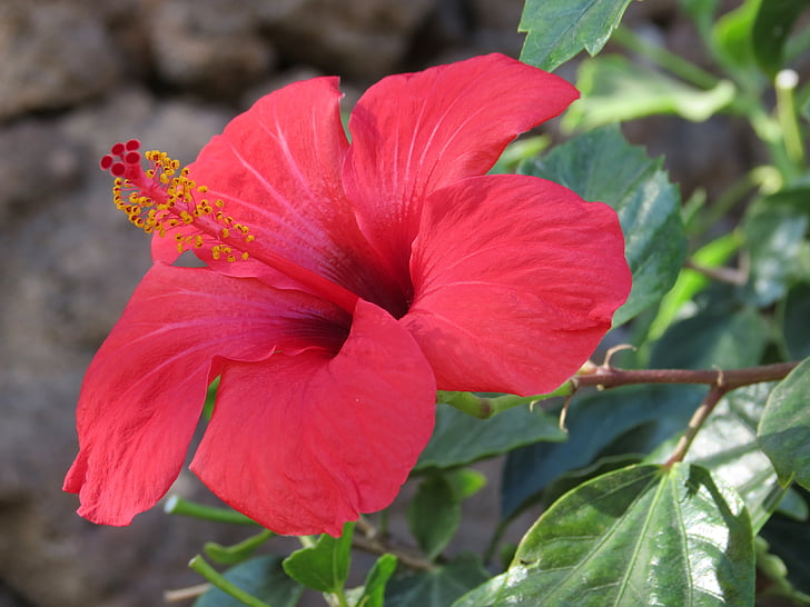 Hibiscus, fleur, rouge, été, Espagne, pétales, îles Canaries
