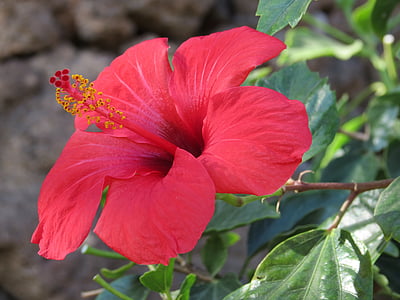 hibiscus, flower, red, summer, spain, petals, canary islands
