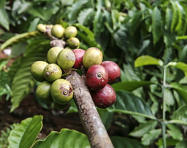καφέ, φυτό, μυρμήγκι, κόκκινο, πράσινο, τροφίμων, φύση