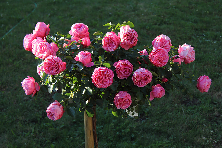 roser, Bloom, haven, blomst fylde, Pink