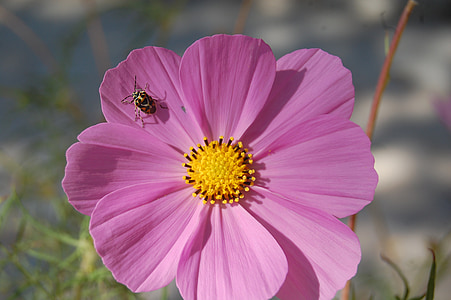 květ, Příroda, jaro, hmyz, léto, detail, včela