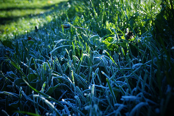 Morning frost, iarba, Magic, agricultura, cultură, câmp, ferma