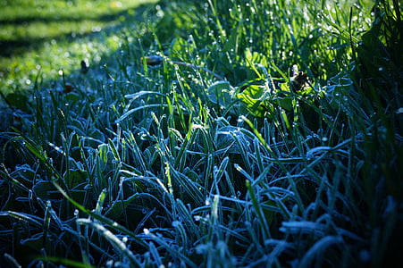 παγετός το πρωί, χλόη, μαγεία, Γεωργία, καλλιέργεια, το πεδίο, αγρόκτημα