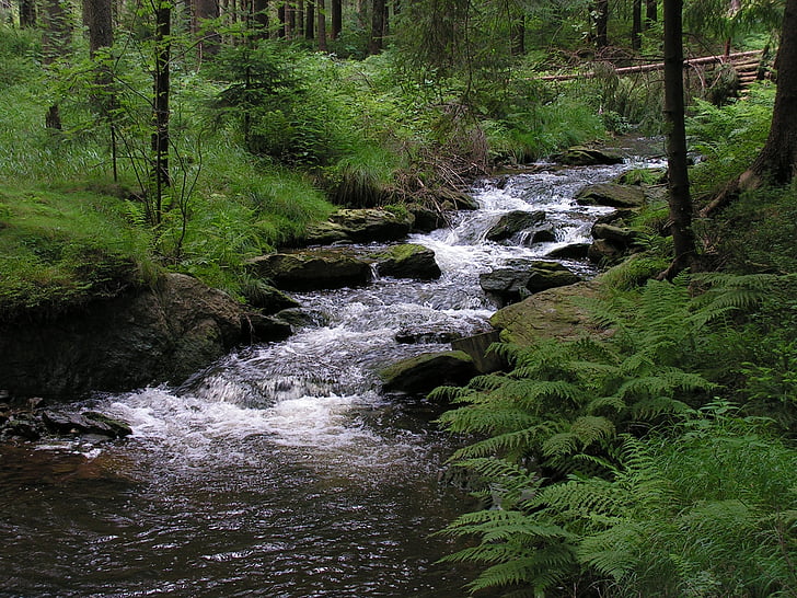 bach, forest, geyer, greifenbach, germany, nature