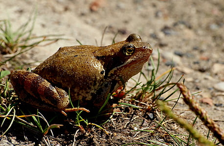 the frog, nature, frog, amphibian, toad, animal, wildlife