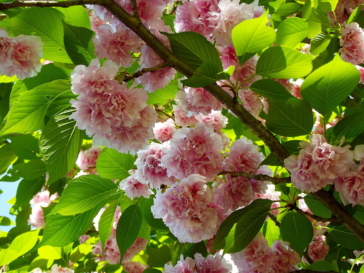 Вишневое дерево, Цветет, Цветы, Весна, розовый, филиал, цветок весны.