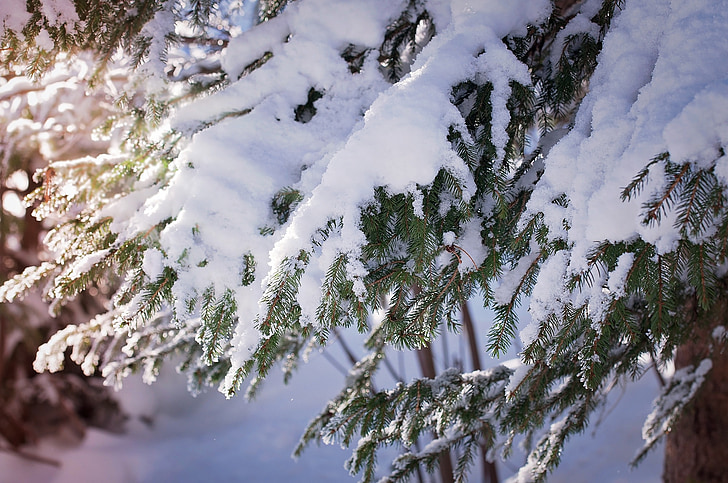 aesthetic, branches, snowy, snow, winter, sunlight, conifer