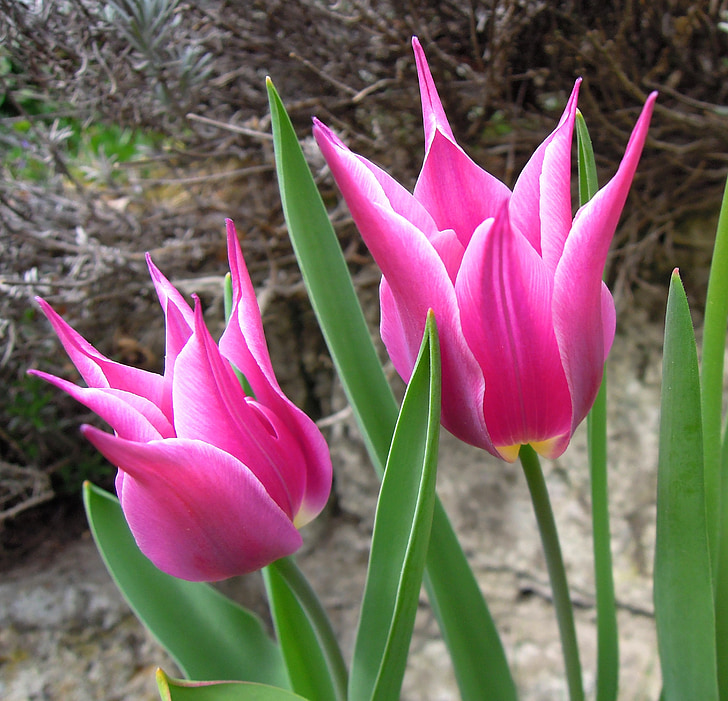 Tulipán, růžová, květ, růžový květ, závod, jaro