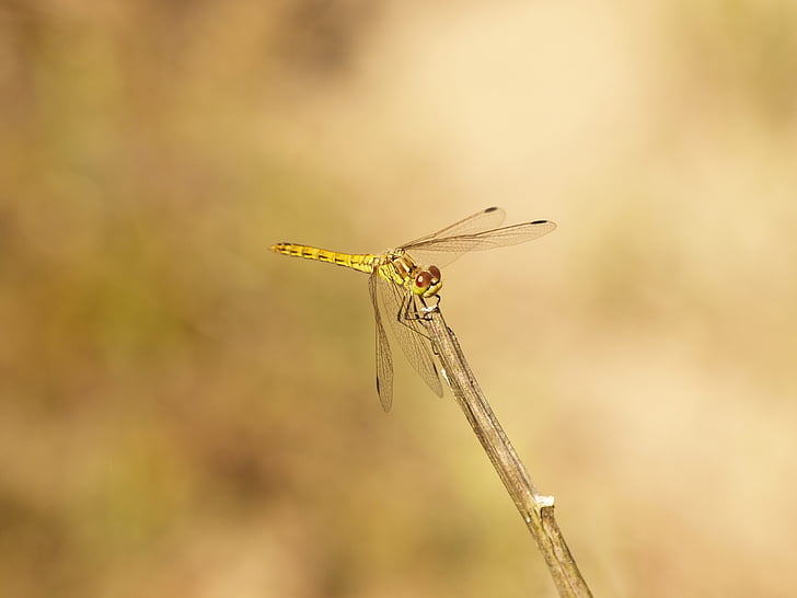 Dragonfly, bug, zomer, natuur, macro, dieren, insect