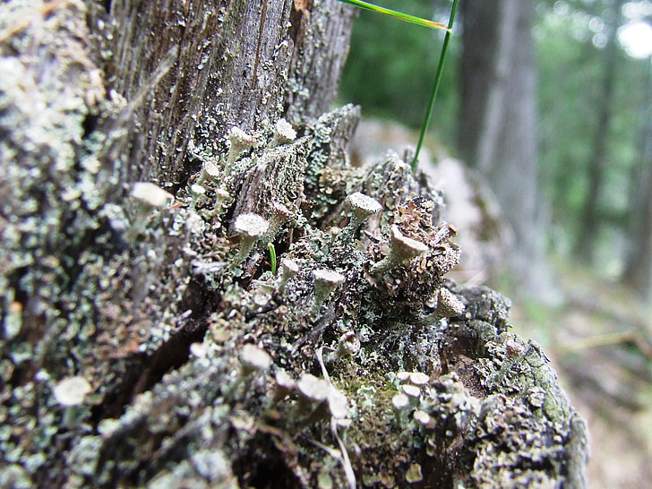 lichen, cladonia, Forest, nature, automne