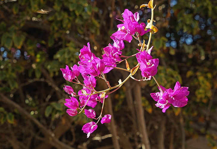 buganvilla, flowers, purple, lanzarote, branch