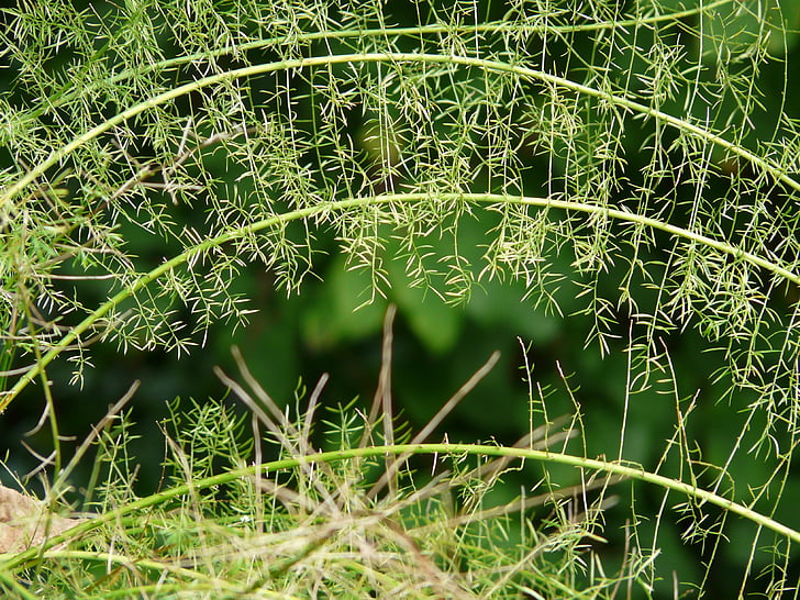 sparanghel fern, Asparagus densiflorus, plante ornamentale, arbust semi, verde, plante, natura