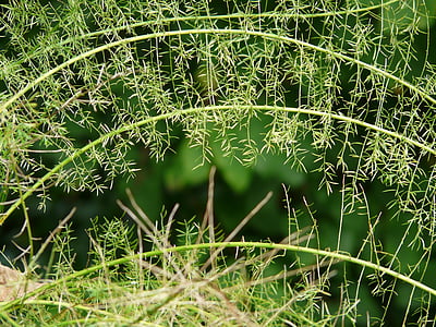 Asparagus fern, Asparagus densiflorus, dekoratīvo augu, daļēji krūmam, zaļa, augu, daba