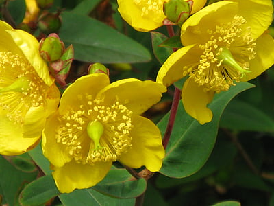 hierba de San Juan, Hypericum, amarillo, flor, floración, verano, naturaleza