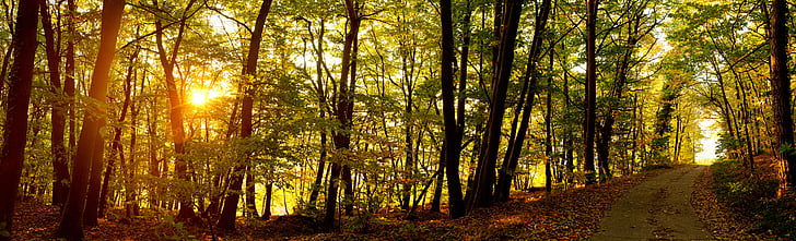 izlazak sunca, šuma, Šumski put, jesen, šume, priroda, krajolik
