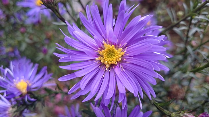 flower, purple, purple flower, nature