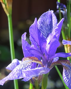 Iris, cvet, shage, vijolična