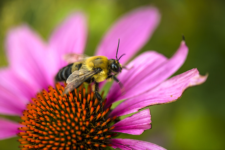 blomst, Bee, sommer, sæson, Echinacea, Smuk, Wing