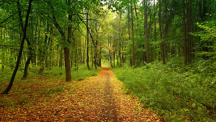 gozd, jeseni, stelja, zlata jesen, Bronasta, narave, listje