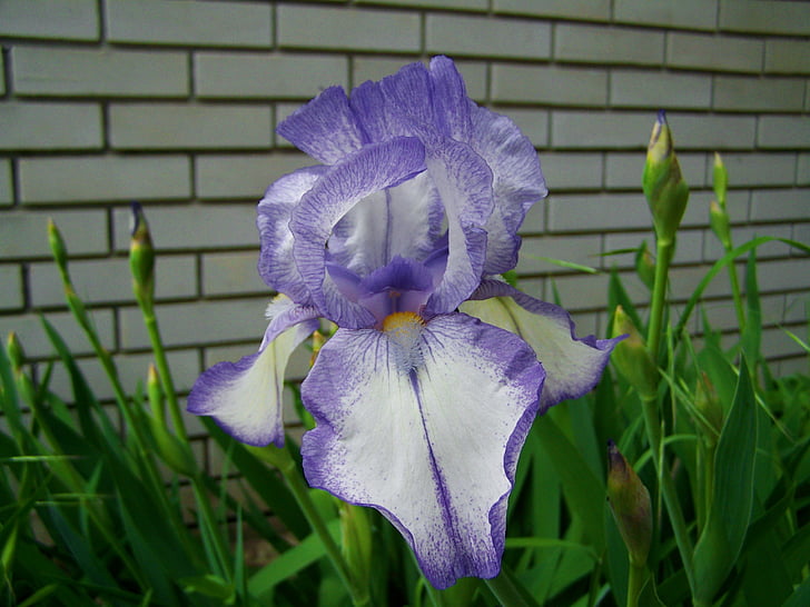 paarse iris, Iris, voorjaar bloem, natuur, plant, bloem, Close-up