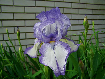 lila iris, Fleur-de-lis, tavaszi virág, természet, növény, virág, közeli kép: