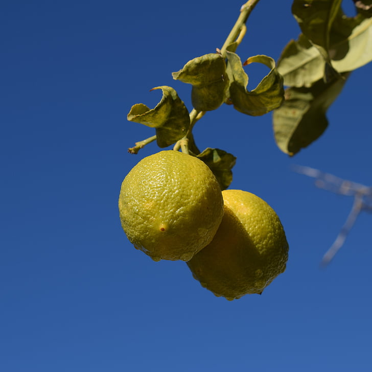 lemon, water drops, morning, fruit, wet, yellow, tree