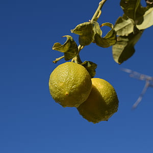 citron, vattendroppar, morgon, frukt, våt, gul, träd
