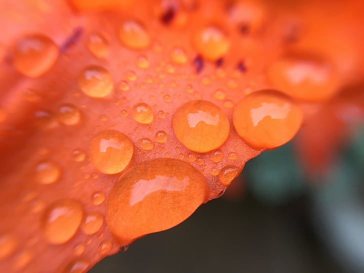 krople deszczu, Lily, wody