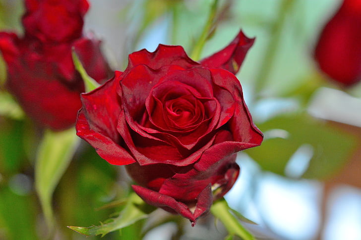 red roses, flowers, close, plant