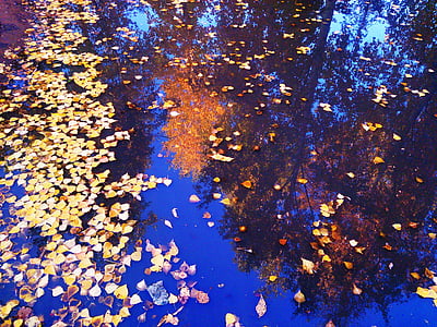 refleksion i vandet, gyldne efterår, gule blade, efterår blade, baggrunde, multi farvet, abstrakt