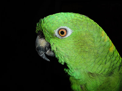 rumena vratu amazone, papiga, Amazone, ptica, zelena, Bill, perje