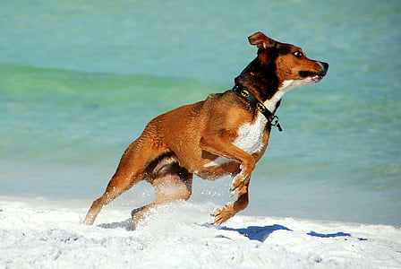 pas, životinja, plaža, ljubimac, pas, domaće, priroda
