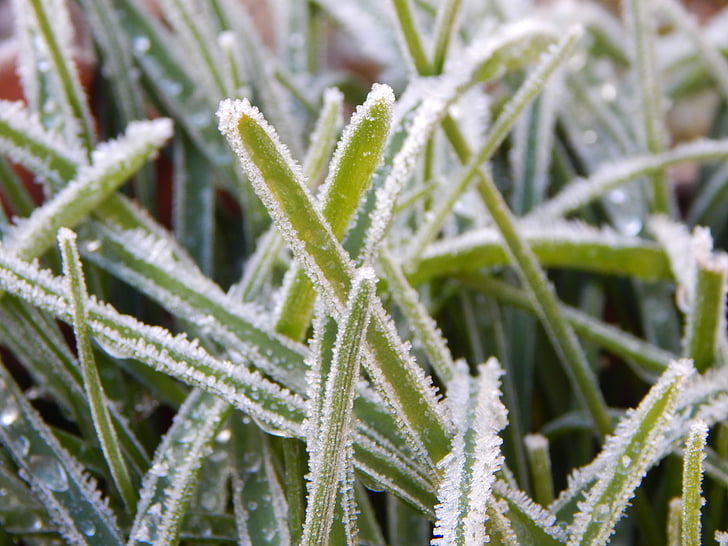grass, frost, frost on grass